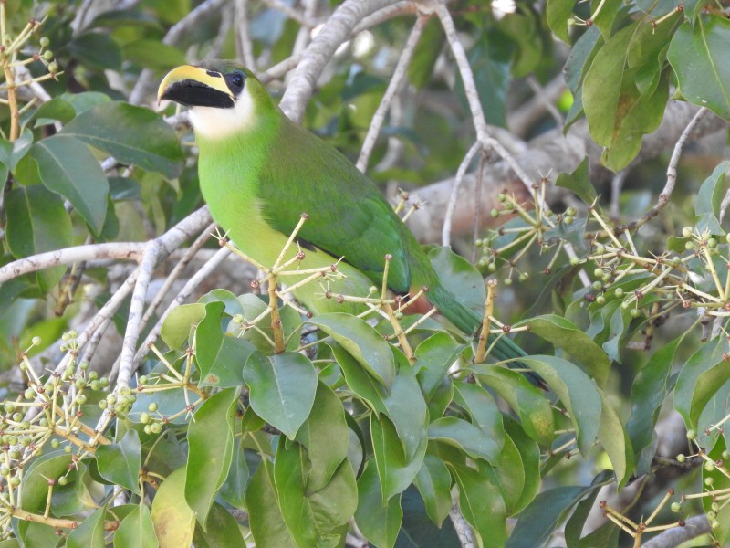 64 Parque Nacional Tikal
